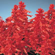 Thompson and Morgan Rainbow Sage  :  Salvia splendens Blaze of Fire