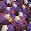 Thompson and Morgan Scabious  :  Scabiosa atropurpurea Dwarf Double Mixed