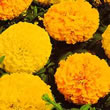 Thompson and Morgan African Marigold  :  Tagetes erecta Galore Mixed F1