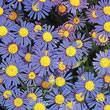 Thompson and Morgan Kingfisher Daisy  :  Felicia bergeriana