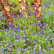 Thompson and Morgan Forget-Me-Not  :  Myosotis sylvatica Royal Blue Improved