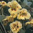 Thompson and Morgan Nasturtium majus Strawberries and Cream