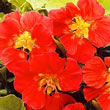 Thompson and Morgan Nasturtium majus Whirlybird Cherry