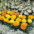 Thompson and Morgan African Marigold  :  Tagetes erecta Sunspot Mixed