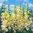 Thompson and Morgan Foxglove  :  Digitalis purpurea Primrose Carousel