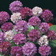 Thompson and Morgan Sea Thrift  :  Armeria hybrida Bees Hybrids