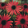 Thompson and Morgan Red Cone Flower  :  Echinacea purpurea Magnus