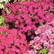 Thompson and Morgan Aubretia T&M Mixed Hybrids