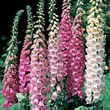 Thompson and Morgan Foxglove  :  Digitalis purpurea Excelsior Hybrid Mixed