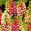 Thompson and Morgan Foxglove  :  Digitalis purpurea Foxy