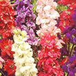 Thompson and Morgan Annual Delphinium  :  Delphinium (Larkspur) ajacis T&M Improved