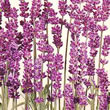 Thompson and Morgan Lavender angustifolia Munstead