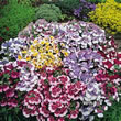 Thompson and Morgan Nemesia strumosa Paintbox