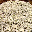 Thompson and Morgan Alyssum maritima procumbens Avalanche