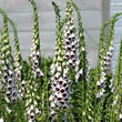 Thompson and Morgan Foxglove  :  Digitalis purpurea Pam's Choice