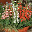 Thompson and Morgan Red Texas Sage  :  Salvia coccinea Hummingbird Mixed