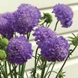 Thompson and Morgan Scabiosa atropurpurea Oxford Blue