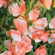 Thompson and Morgan Lathyrus odoratus Orange Ripple