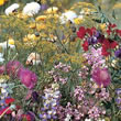 Thompson and Morgan Fragrant Mixture