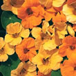 Thompson and Morgan Nasturtium majus St Clements