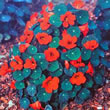Thompson and Morgan Nasturtium minus Princess of India