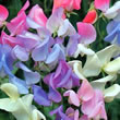 Thompson and Morgan Lathyrus odoratus grandiflorus Elegant Ladies
