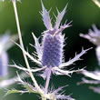 Thompson and Morgan Sea Holly  :  Eryngium leavenworthii