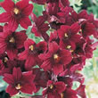 Thompson and Morgan Salpiglossis sinuata Casino Black F1