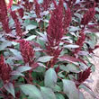 Thompson and Morgan Amaranthus paniculatus Marvel Bronze
