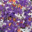 Thompson and Morgan Larkspur  :  Larkspur consolida Cloudy Skies Mixed