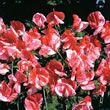Thompson and Morgan Lathyrus grandiflora America