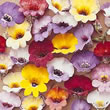 Thompson and Morgan Nemesia strumosa compacta Tapestry