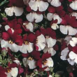 Thompson and Morgan Nemesia Mello Red & White