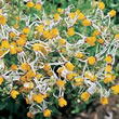 Thompson and Morgan Nemesia cheiranthus Shooting Stars