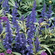 Thompson and Morgan Rainbow Sage  :  Salvia firinacea Victoria