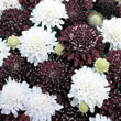 Thompson and Morgan Scabious  :  Scabiosa atropurpurea Ebony and Ivory