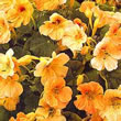Thompson and Morgan Nasturtium majus Tip Top Apricot