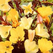 Thompson and Morgan Evening Primrose  :  Oenothera odorata Apricot Delight