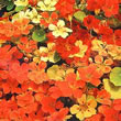 Thompson and Morgan Nasturtium majus Climbing Mixed