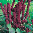Thompson and Morgan Amaranthus caudatus Fat Spike