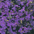 Thompson and Morgan Aubretia Purple Cascade F1