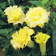 Thompson and Morgan Angels Trumpet  :  Datura metel Double Golden Queen