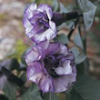 Thompson and Morgan Angels Trumpet  :  Datura metel Double Blackcurrant Swirl