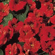 Thompson and Morgan Nasturtium majus Mahogany Jewel