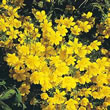 Thompson and Morgan Limnanthes douglasii Sulphur Yellow