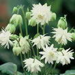 Thompson and Morgan Aquilegia x hybrida Green Apples