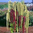 Thompson and Morgan Amaranthus caudatus PonyTails Mixed