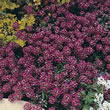 Thompson and Morgan Alyssum maritima procumbens Trailing Rosy-Red