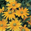 Thompson and Morgan Rudbeckia hirta Prairie Sun