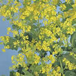 Thompson and Morgan Lady's Mantle  :  Alchemilla mollis